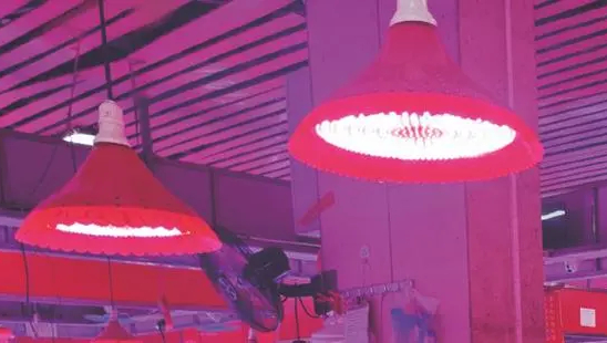 被禁生鲜灯：淘宝商家月销4000+