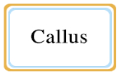 Callus段首LOGO