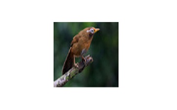 画眉鸟叫声段首LOGO